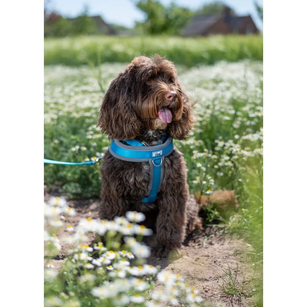 Ancol Viva Padded Harness Blue S 36-42cm