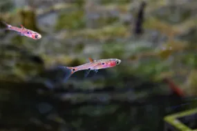 Boraras maculatus